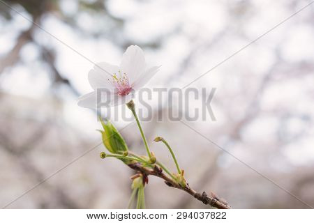 Beautiful Japanese Sakura Cherry Blossom Trees During Spring In Tokyo.