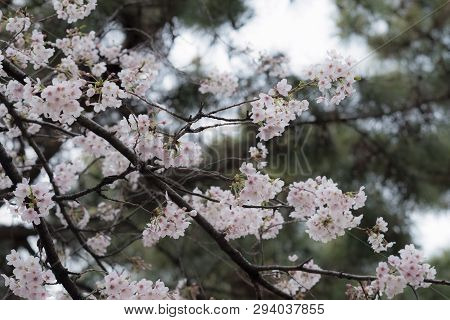 Beautiful Japanese Sakura Cherry Blossom Trees During Spring In Tokyo.
