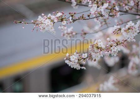 Jr Train And The Cherry Blossom Trees And Flowers Sakura In Tokyo.