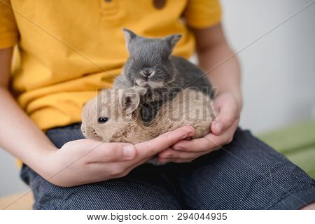 Two Bunny Babies In The Hands Of The Boy.