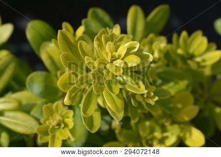 Dwarf Japanese Mock Orange - Latin Name - Pittosporum Tobira Nanum