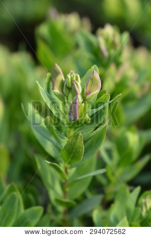 Myrtle-leaf Milkwort - Latin Name - Polygala Myrtifolia