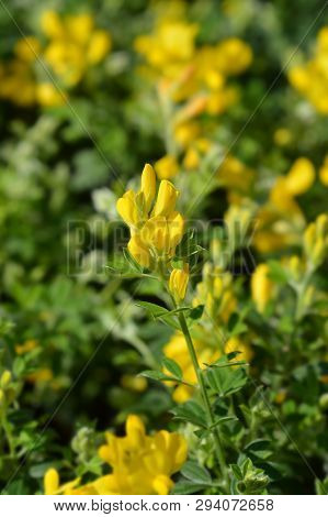 Easter Broom - Latin Name - Genista X Spachiana