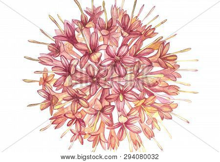 Pink Flowers Gambier Extracts Plants Watercolor Botanical Illustrations.