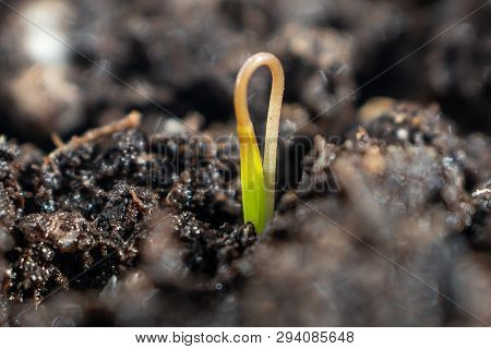 A Newly Sprung Plant Sprout On A Light Background In Drops Of Water. Bright Spring Photography, Suit
