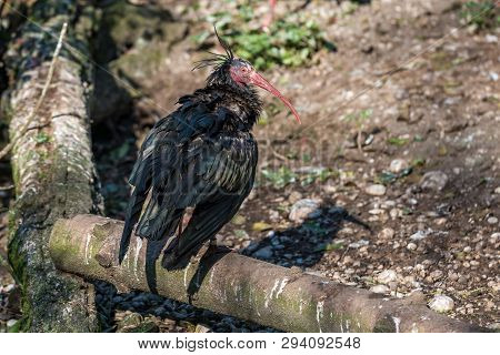 Northern Bald Ibis, Geronticus Eremita In The Zoo