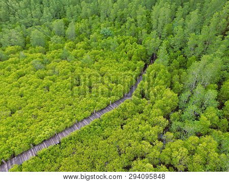 Bird Eye View By Drone Of Vibrant Green Indian Mangrove Forest With A Long Wooden Boardwalk In Rayon