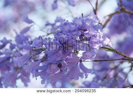 Delicate Purple Floral Background Of Blooming Jacaranda Tree. Jacaranda Tree Is Native To South Afri