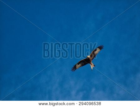 Red Kite In Flight