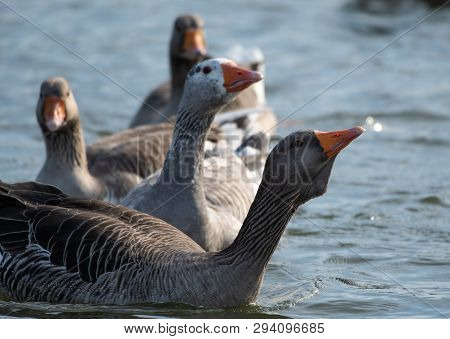 A Gaggle Of Greylag Geese Reaching For Bread Being Thrown To Them On The River Thames