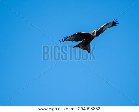 Red Kite In Flight