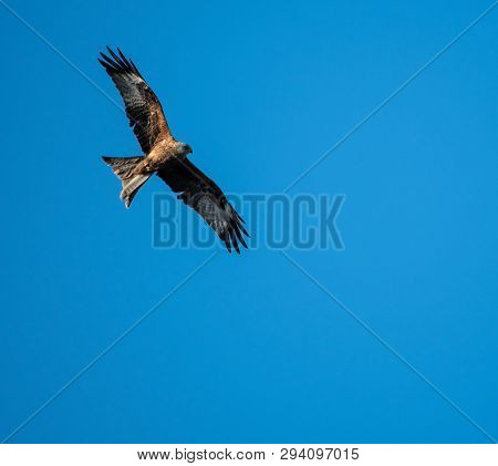 Red Kite Over Reading