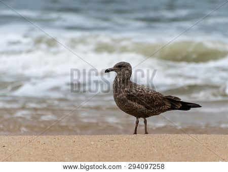 A Juvenille Ring Billed Gull Walking Along The Shore Of The Atlantic Ocean In New Jersey