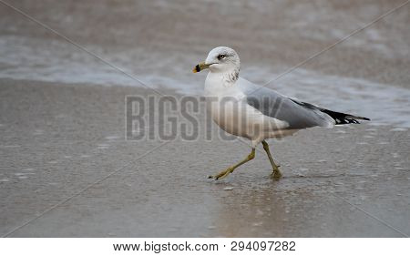 A Ring Billed Gull Walking Along The Shore Of The Atlantic Ocean In New Jersey