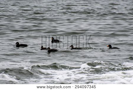 Adult And Juvenile Black Scoter Sea Ducks Swimming On The Atlantic Coast Of New Jersey