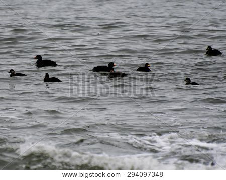 A Flock Of Black Scoters Swimming On The Atlantic Off The Jersey Shore