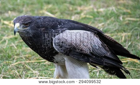Chilean Blue Eagle