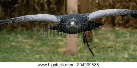 Portrait Of A Chilean Blue Eagle, Also Known As Black-chested Buzzard-eagle In Flight