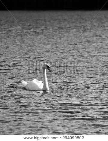 A Black And White Image Of A Beautiful Mute Swan On Loch Linlithgow
