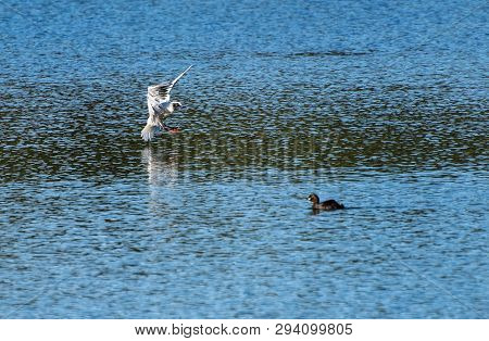 A Black Headed Gull Comes Into Land On Loch Linlithgow Watched By A Little Grebe