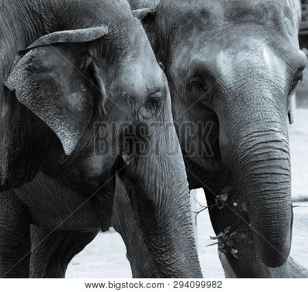 A Monochrome Picture Of A Pair Of Elephants Eating
