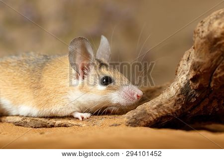 Close-up Female Spiny Mouse  (acomys Cahirinus) Hiding Behind The Snag In The Sand. Small Dof Focus 
