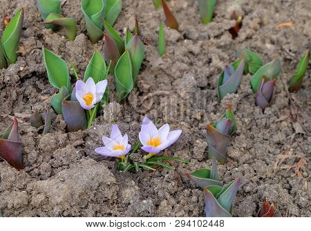Saffron, Or Tomasini Crocus (crocus Tommasinianus) Blooming In Early Spring In A Flowerbed.