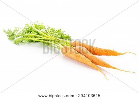 Group Of Three Whole Fresh Orange Carrot With Greens Isolated On White Background