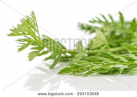 Fresh Orange Carrot Greens Isolated On White Background