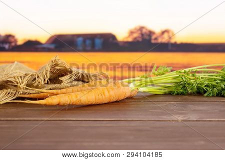 Group Of Three Whole Fresh Orange Carrot With Greens And A Jute Bag With Autumn Field In Background