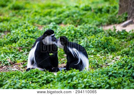 Two Monkeys In Love Give A Kiss In Nature