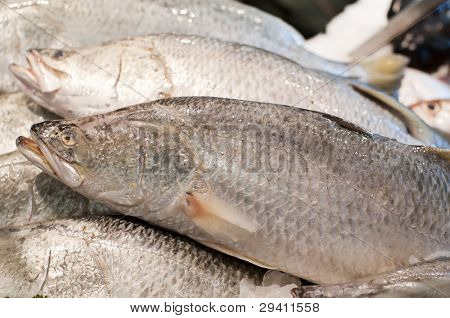 Barramundi