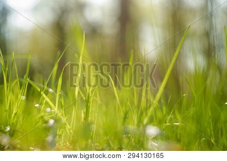 Nature Blurred Bokeh Background. New Spring Grass On Sunny Light.  Defocus Summer Day. Springtime Co