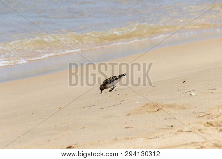 Sandpiper In A Beach Of Algarve (portugal)