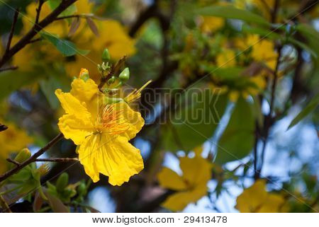 Ochna integerrima