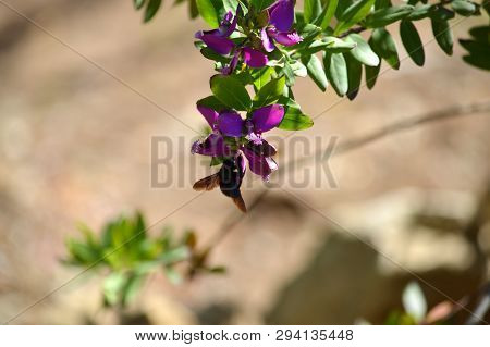 Close-up of Polygala Flowers with a Violet Carpenter Bee, Nature, Macro