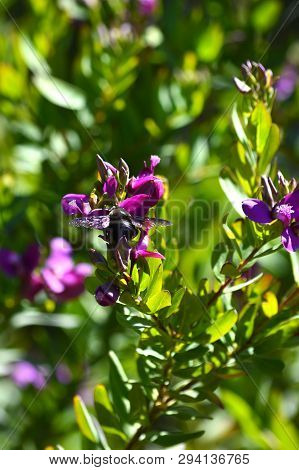 Close-up Of Polygala Flowers With A Violet Carpenter Bee, Nature, Macro