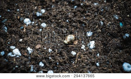Planting Marijuana Seed In The Ground. Cannabis Growing Indoor