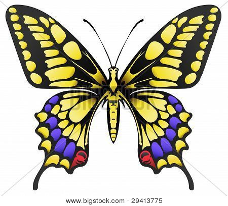 ผีเสื้อ Machaon สีเหลืองขนาดใหญ่แยกต่างหากบนพื้นสีขาว