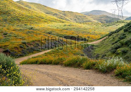 Dirt Trail Through Walker Canyon In Lake Elsinore During The Poppy Wildflower Superbloom.