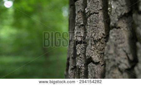 The Bark Of A Century Old Oak. Thick Layer Of Bark On Oak. The Bark From The Oak Macro. Oak With A L