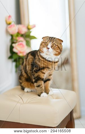 Scottish Fold Cat Sits On A Light Beer On A Background Of Flowers And A Mirror