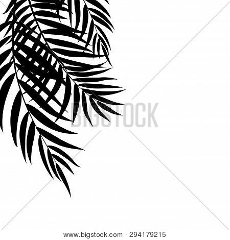 Beautifil Palm Tree Leaf  Silhouette Background Vector Illustration