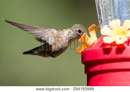 Broad-tailed Hummingbird Arriving At The Feeder For A Meal