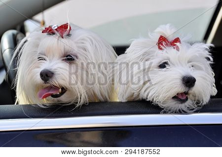 Two Malltese Dogs Look From A Car Window.