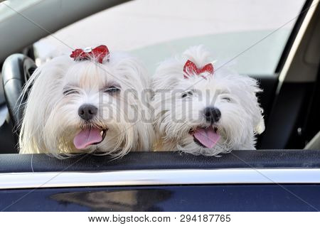 Two Malltese Dogs Look From A Car Window.
