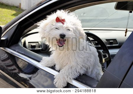Peeping Maltese Dog From The Car Window