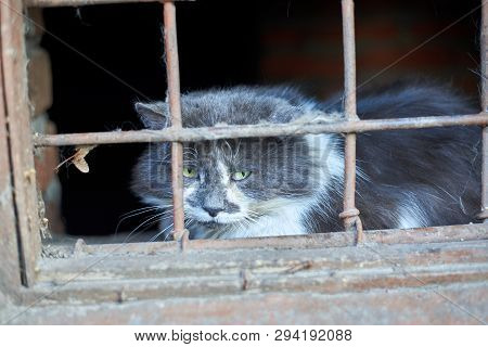 Homeless Cat Contemptuously Looks Through The Grate Basement At The World