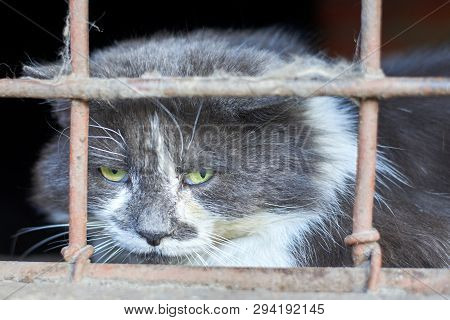 Homeless Cat Contemptuously Looks Through The Grate Basement At The World
