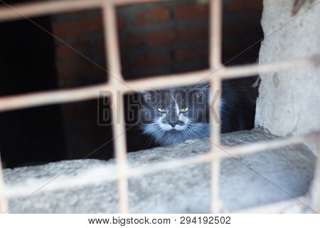Homeless Cat Contemptuously Looks Through The Grate Basement At The World
